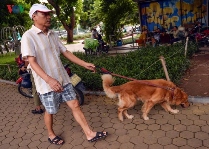 Ảnh: Chó nuôi tung hoành phố phường Hà Nội trước luật cấm mới-2