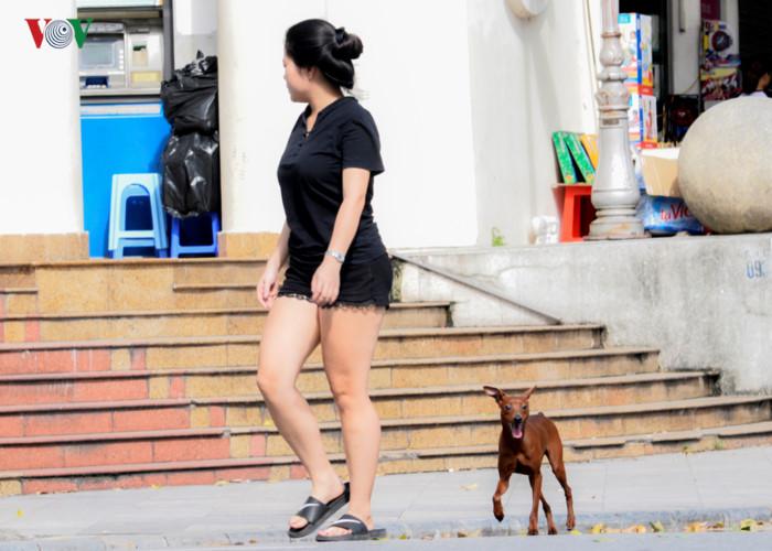 Ảnh: Chó nuôi tung hoành phố phường Hà Nội trước luật cấm mới-3
