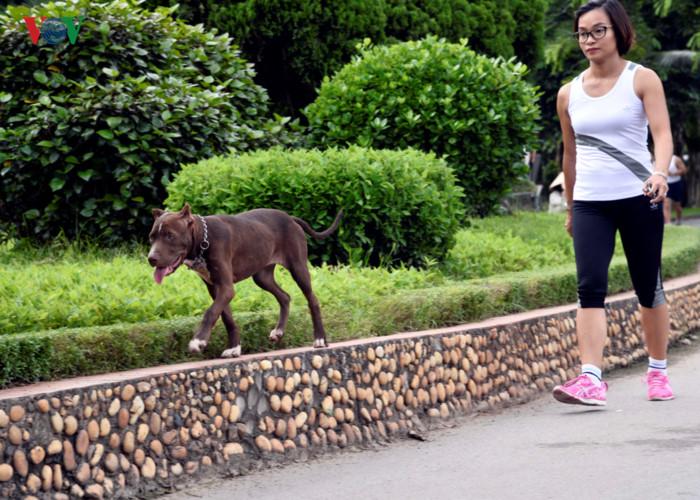 Ảnh: Chó nuôi tung hoành phố phường Hà Nội trước luật cấm mới-4