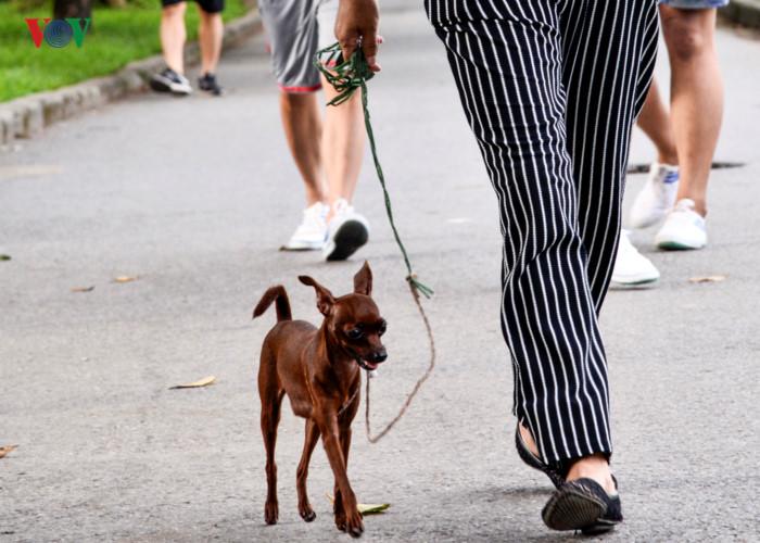 Ảnh: Chó nuôi tung hoành phố phường Hà Nội trước luật cấm mới-5