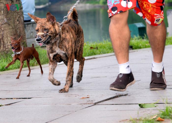 Ảnh: Chó nuôi tung hoành phố phường Hà Nội trước luật cấm mới-6