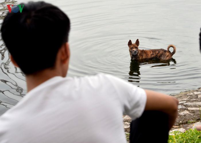 Ảnh: Chó nuôi tung hoành phố phường Hà Nội trước luật cấm mới-8