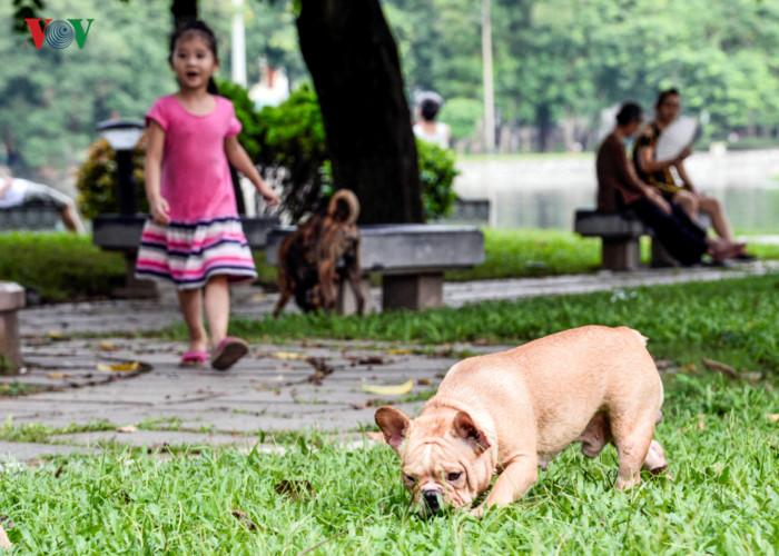 Ảnh: Chó nuôi tung hoành phố phường Hà Nội trước luật cấm mới-9