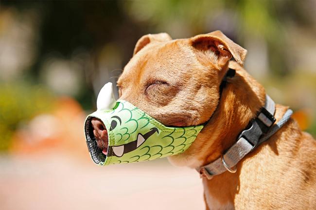 Không muốn chó bị bắt, hãy đeo ngay rọ mõm-1