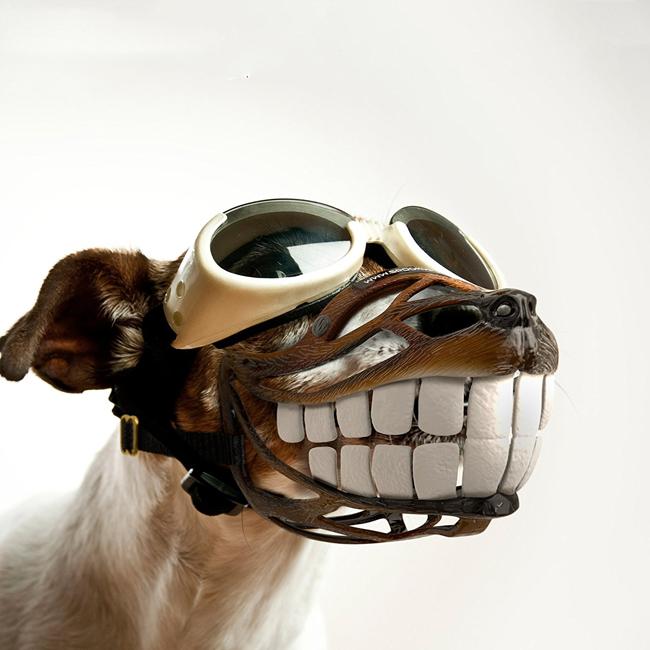 Không muốn chó bị bắt, hãy đeo ngay rọ mõm-10