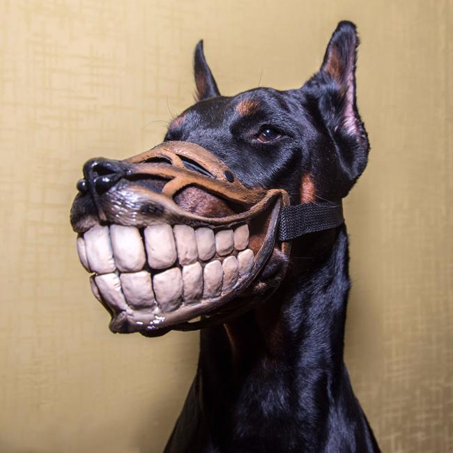 Không muốn chó bị bắt, hãy đeo ngay rọ mõm-11