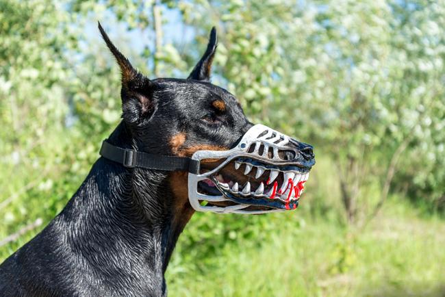 Không muốn chó bị bắt, hãy đeo ngay rọ mõm-12