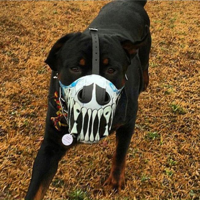 Không muốn chó bị bắt, hãy đeo ngay rọ mõm-13