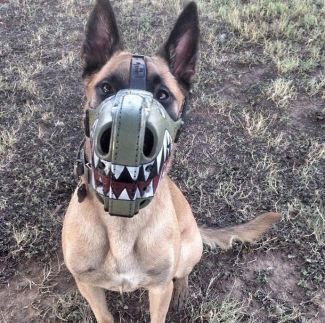 Không muốn chó bị bắt, hãy đeo ngay rọ mõm-4