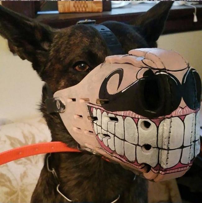 Không muốn chó bị bắt, hãy đeo ngay rọ mõm-5