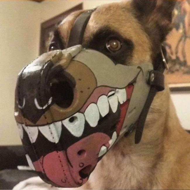 Không muốn chó bị bắt, hãy đeo ngay rọ mõm-6