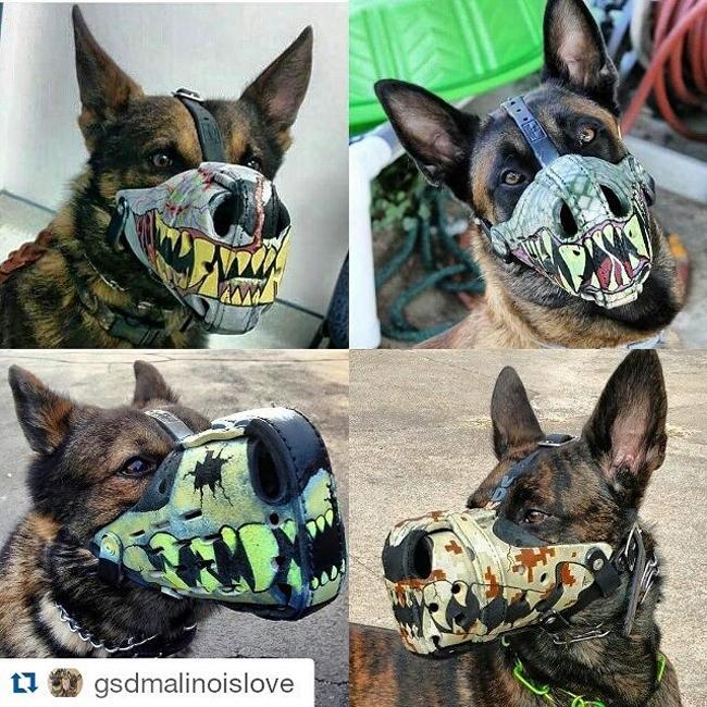 Không muốn chó bị bắt, hãy đeo ngay rọ mõm-7