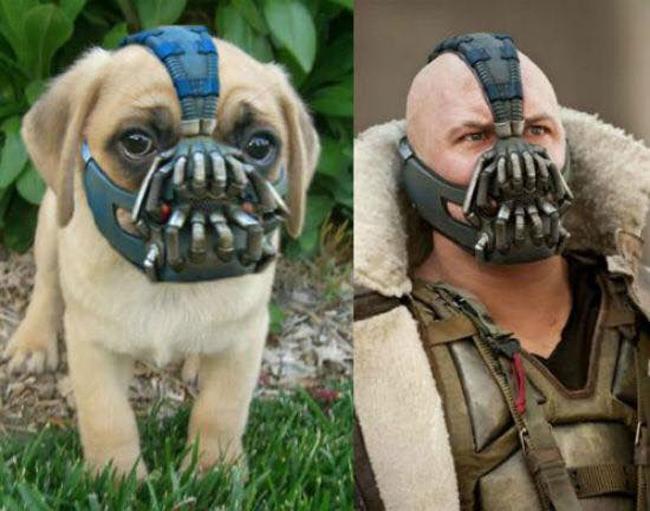 Không muốn chó bị bắt, hãy đeo ngay rọ mõm-8