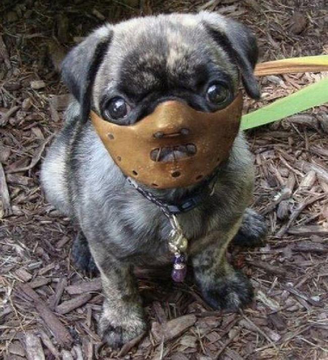 Không muốn chó bị bắt, hãy đeo ngay rọ mõm-9