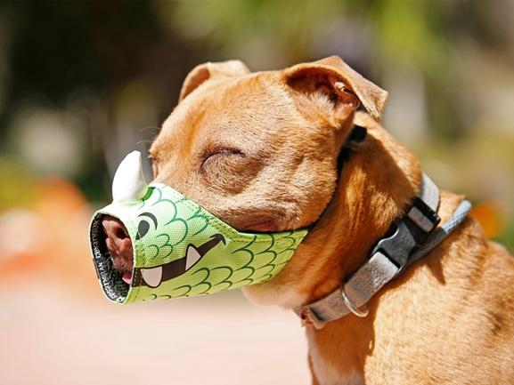 Truyện cười: Thạc sĩ đi học... ngu-1