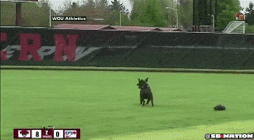 Đây là lý do mà chó phải đeo rọ mõm khi ra đường-2