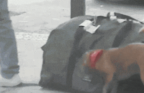 Đây là lý do mà chó phải đeo rọ mõm khi ra đường-3