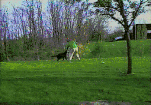 Đây là lý do mà chó phải đeo rọ mõm khi ra đường-4