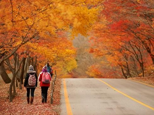 Hàn Quốc - thiên đường đỏ rực màu lá lúc thu sang