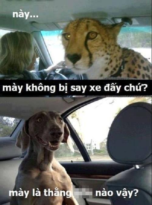 Những tuyệt chiêu chống say xe bá đạo của người Việt-2