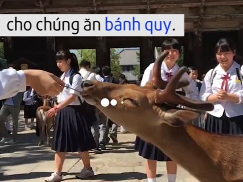 Nơi hươu tự do đi lại, xin ăn du khách