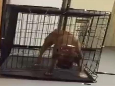 Siêu vượt ngục phiên bản... chó