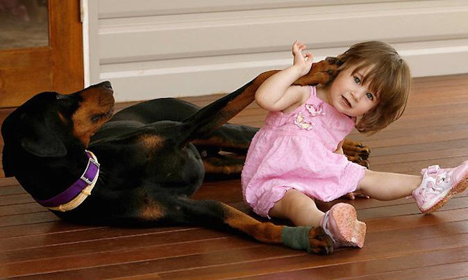 Mẹ hốt hoảng khi chú chó tha con gái nhỏ ném đi xa cả mét, nhưng hóa ra đó là hành động anh hùng-1