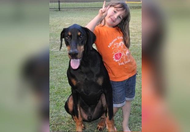 Mẹ hốt hoảng khi chú chó tha con gái nhỏ ném đi xa cả mét, nhưng hóa ra đó là hành động anh hùng-5