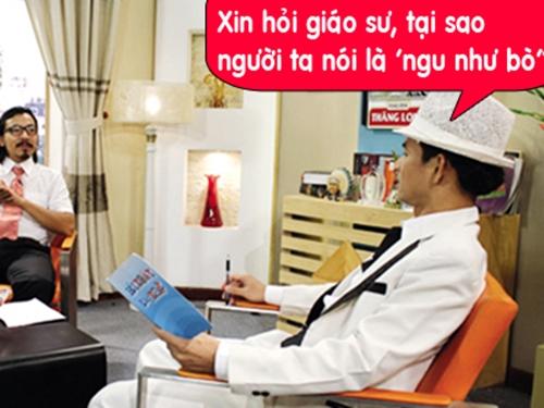 Tại sao người ta thường nói 'ngu như bò'? Và đây là lý do bất ngờ!