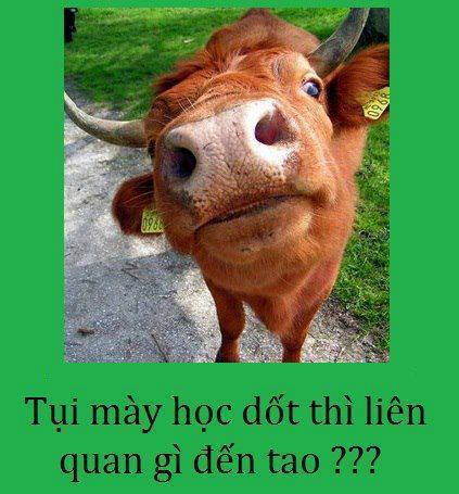 Tại sao người ta thường nói ngu như bò? Và đây là lý do bất ngờ!-1