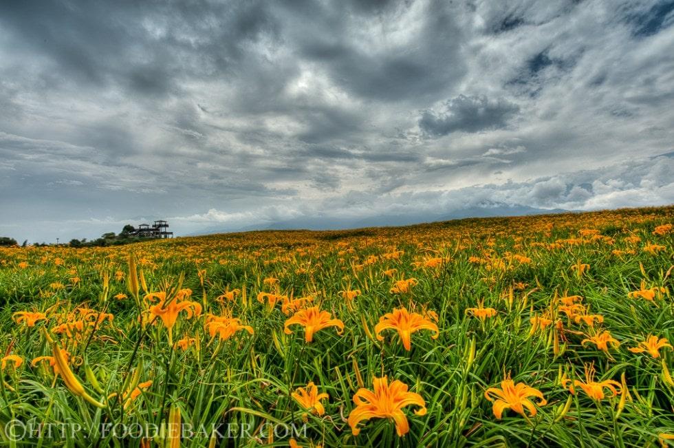 Choáng ngợp lễ hội hoa lily lớn nhất hành tinh-1