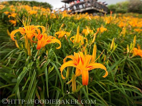 Đoan Trường chia sẻ những địa điểm hay và đẹp khi khám phá xứ Phù Tang-11