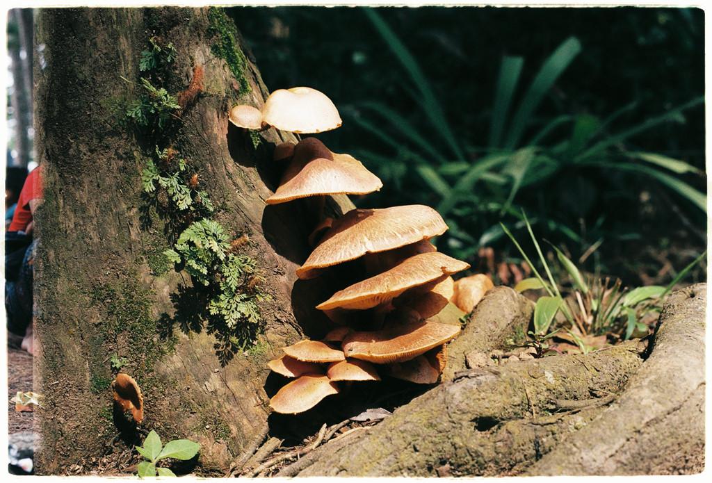 Cung đường trek đẹp nhất Việt Nam qua ảnh film-6