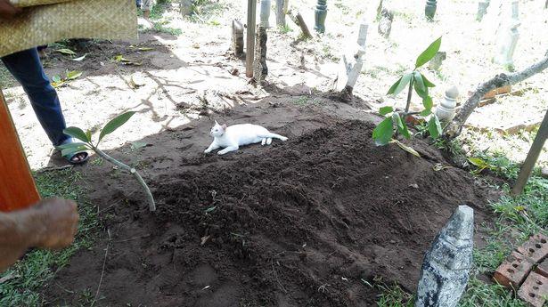 Video: Xót xa nhìn chú mèo bất lực bới mộ ông chủ vừa được chôn cất-1