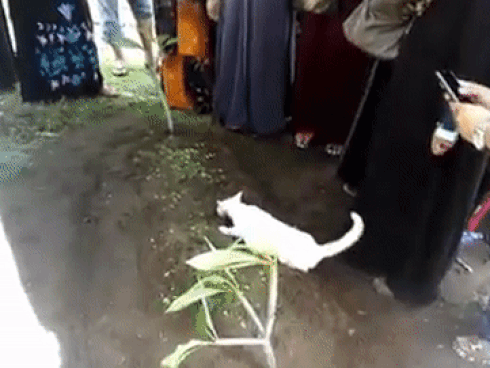Video: Xót xa nhìn chú mèo bất lực bới mộ ông chủ vừa được chôn cất