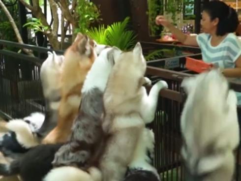 Quán cà phê dành cho những người yêu chó