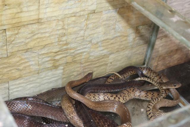 Mục sở thị báu vật trên con phố có nhiều đại gia nhất nhì Hà Nội-4