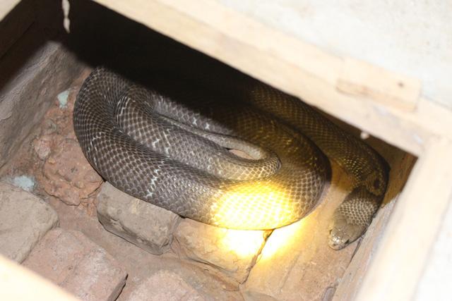 Mục sở thị báu vật trên con phố có nhiều đại gia nhất nhì Hà Nội-7