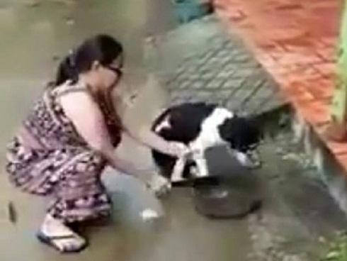 Clip: Chú chó bị chặt chân sợ sệt nhưng vẫn quẩy đuôi mừng khi được chủ chăm sóc-3