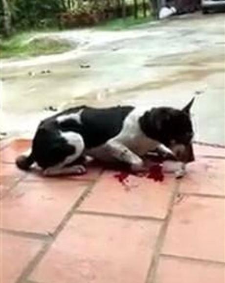 Bị lên án vì hành động chặt chân chó, người chủ lên tiếng: Tôi chặt chân để bảo vệ nó-2