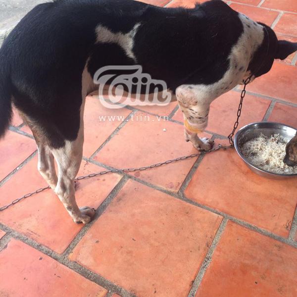 Clip: Chú chó bị chặt chân sợ sệt nhưng vẫn quẩy đuôi mừng khi được chủ chăm sóc-1