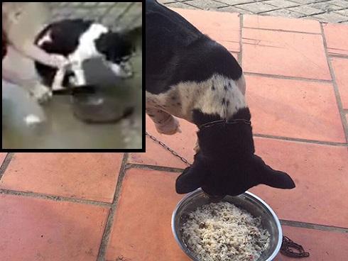 Chó mẹ chui vào hang ngập nước cứu con: chủ nhân kể lại diễn biến xúc động-3