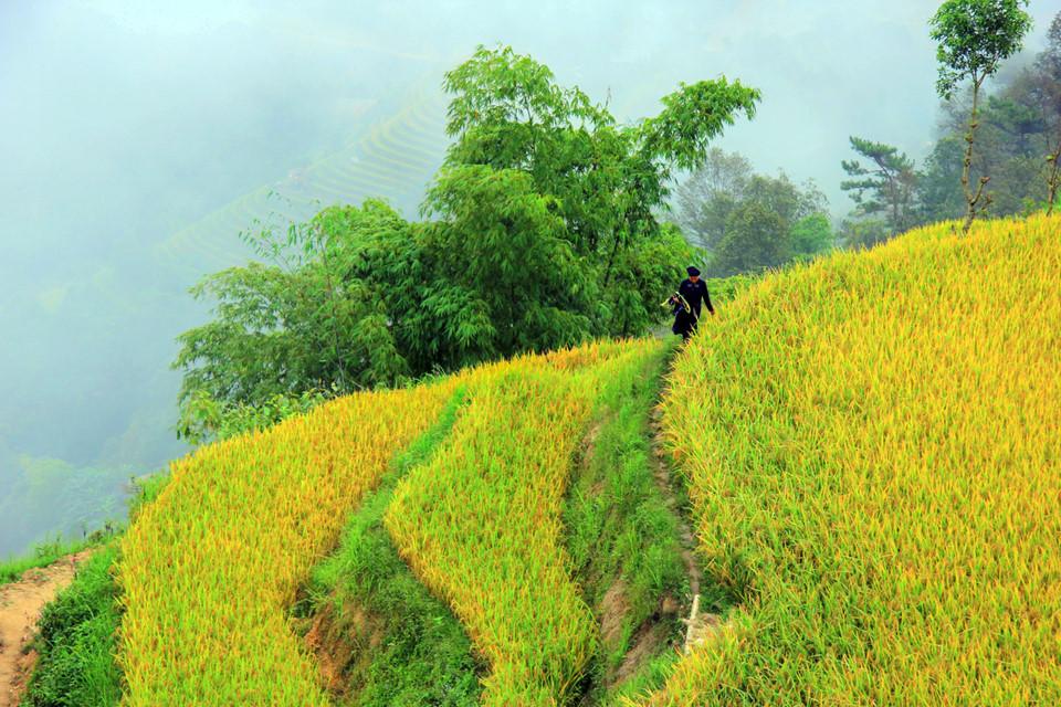 Qua đèo vượt dốc đến Bản Phùng ngắm lúa thu-7