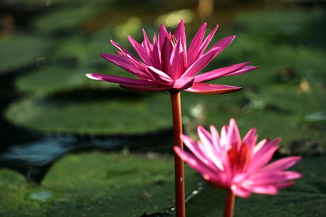 Ngược dòng Yến Vĩ ngắm hoa súng nhuộm tím một góc trời-2