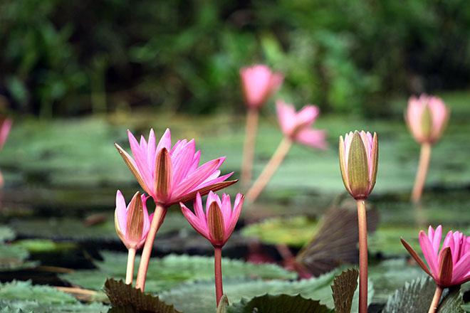 Ngược dòng Yến Vĩ ngắm hoa súng nhuộm tím một góc trời-4