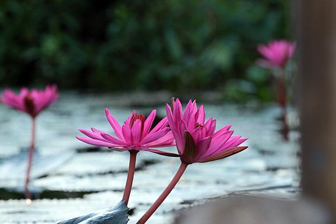 Ngược dòng Yến Vĩ ngắm hoa súng nhuộm tím một góc trời-6