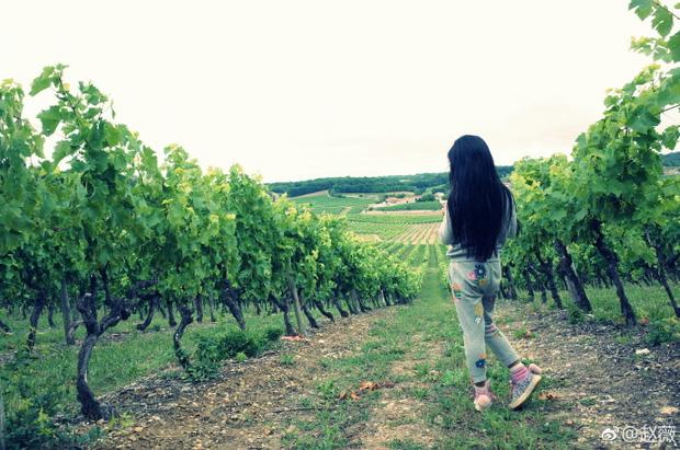 Đẳng cấp giàu có của Triệu Vy: Mua cả đồn điền rượu vang của vua Pháp Louis XIII!-6