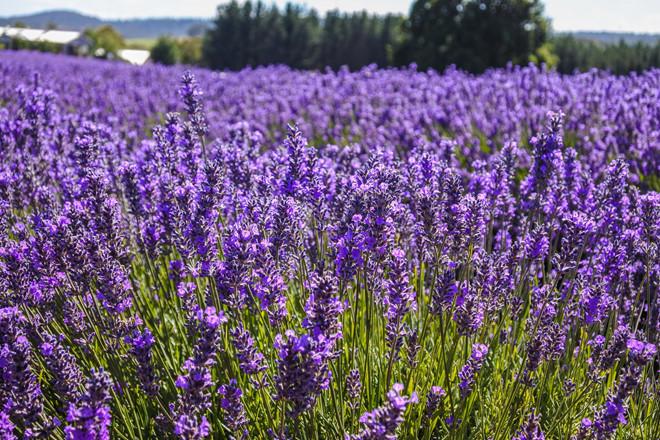 Vẻ đẹp bất tận của hòn đảo hình trái tim Tasmania-1