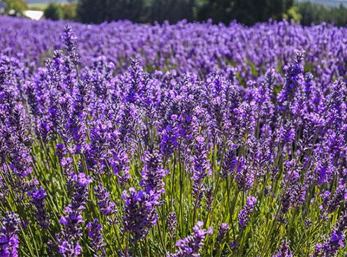 Vẻ đẹp bất tận của hòn đảo hình trái tim Tasmania