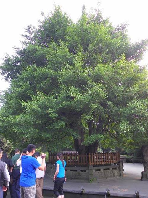 Sự thật bất ngờ về quả nhân sâm trong Tây du ký 1986-4